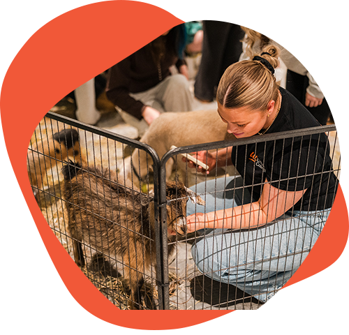 Students petting baby goat in Urban College school t shirt