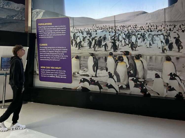 student reading about the King Penguins at the Aquarium