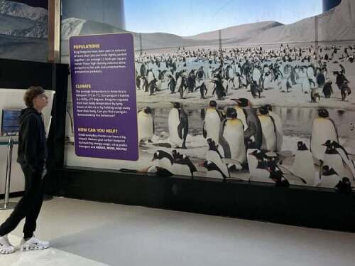 student reading about the King Penguins at the Aquarium