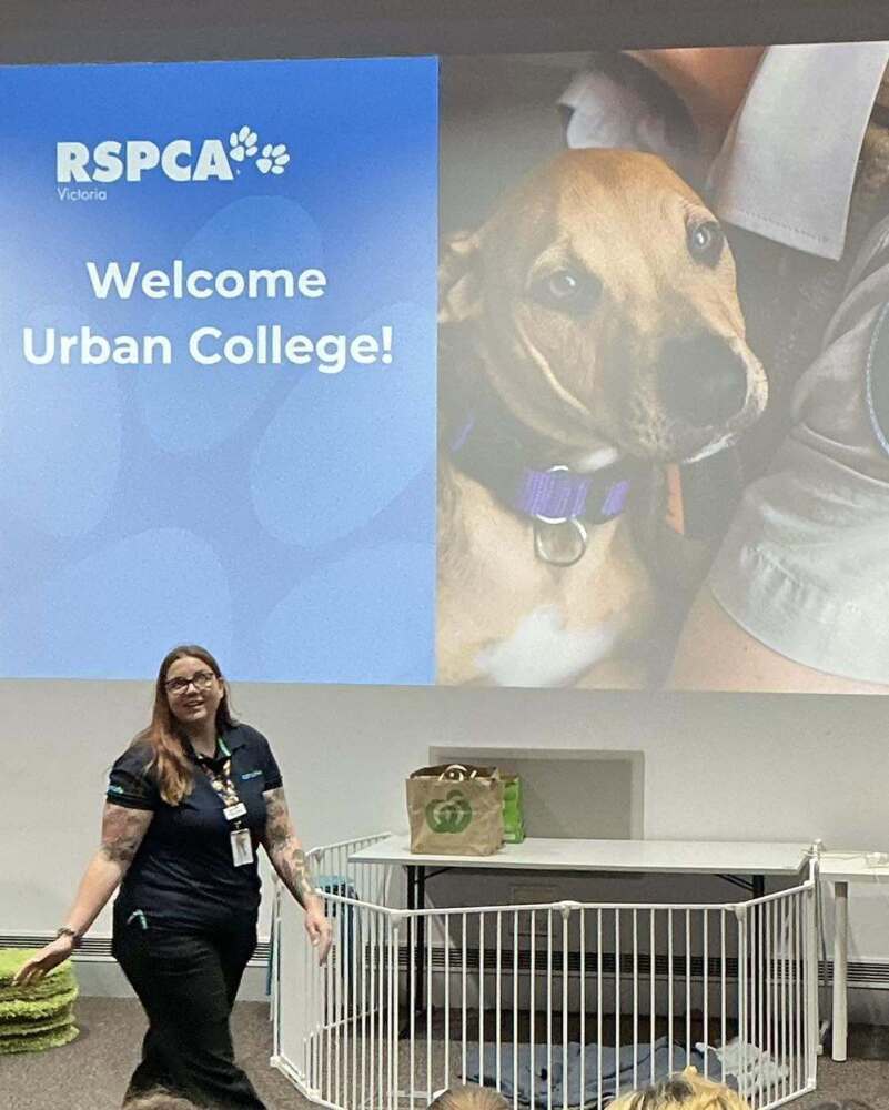 RSPCA Victoria staff member presenting to Urban College students