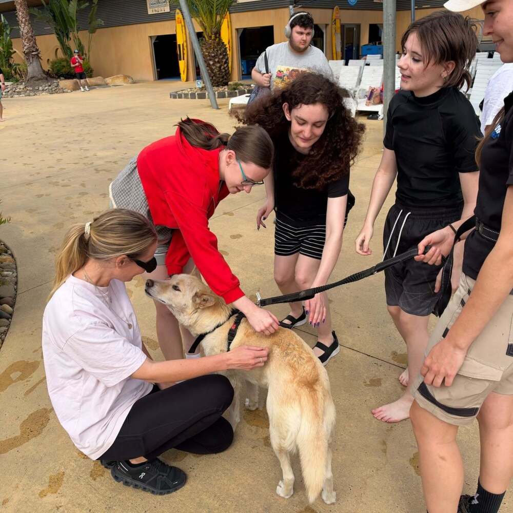 Urban College students patting a dingo during their Gumbuya World excursion