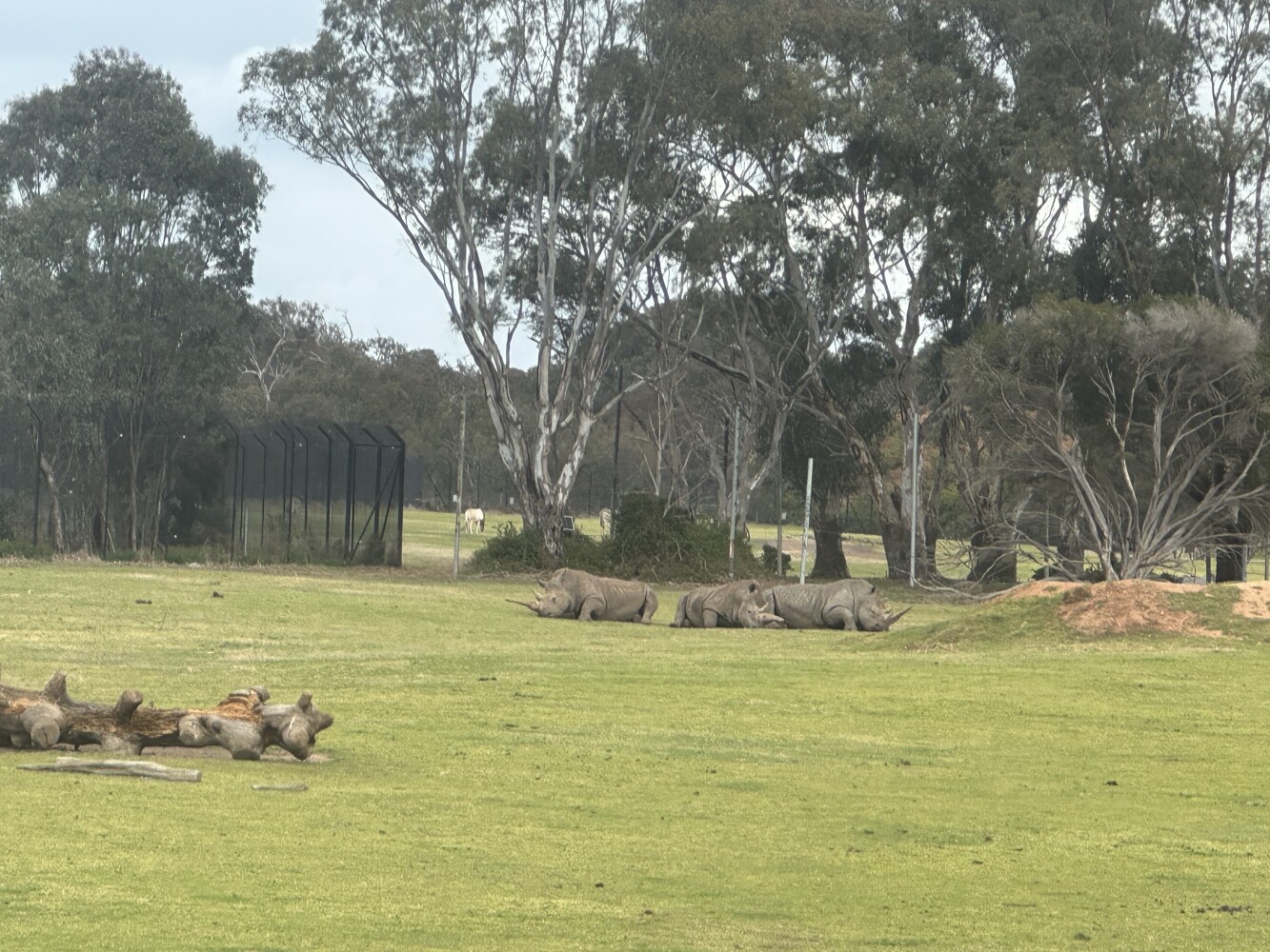 3 Rhinos sleeping on werribee zoo safari tour