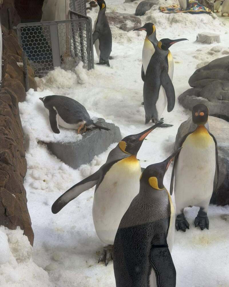 King Penguins at the Aquarium