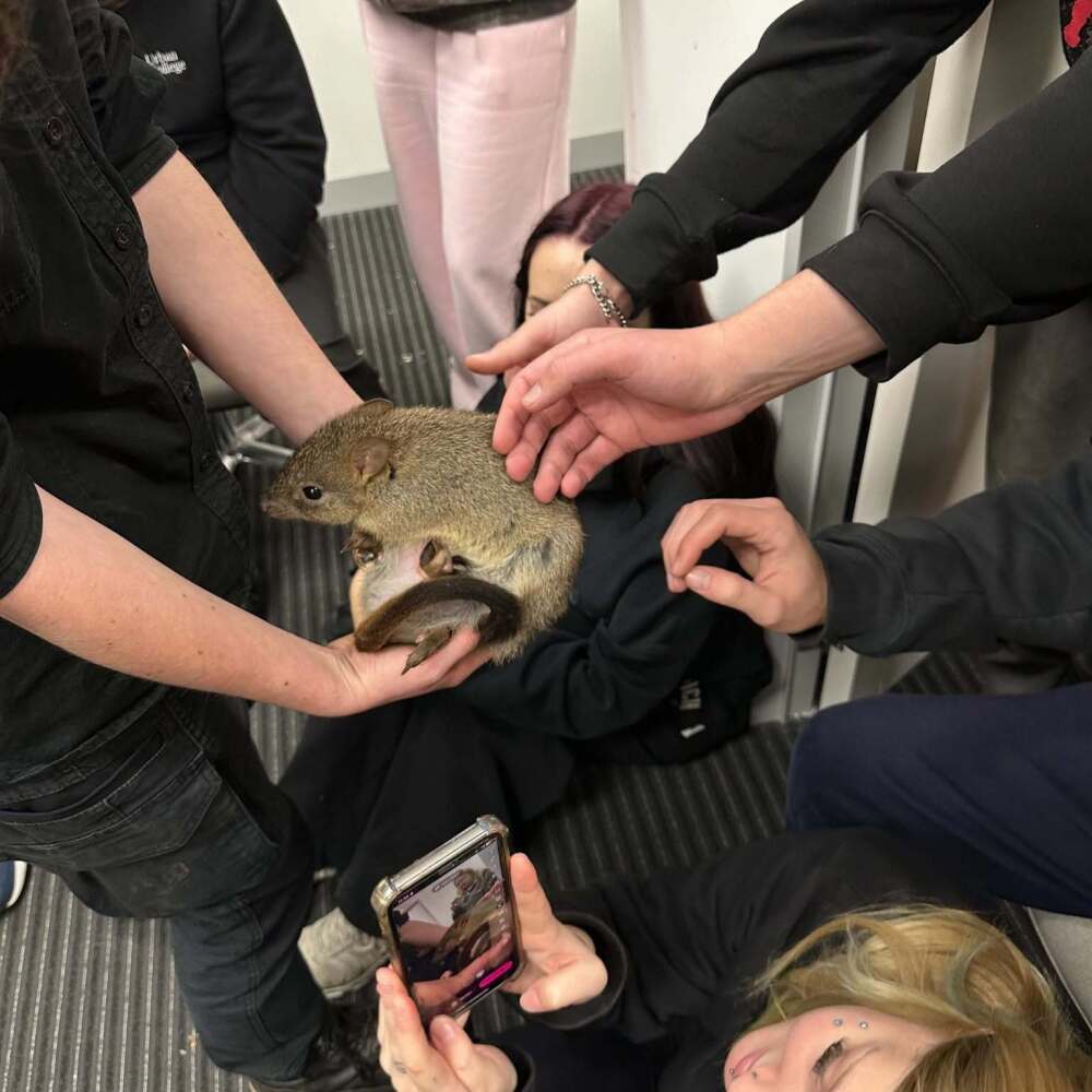 students patting a brush-tailed bettong, a small, kangaroo-like marsupial native to Australia