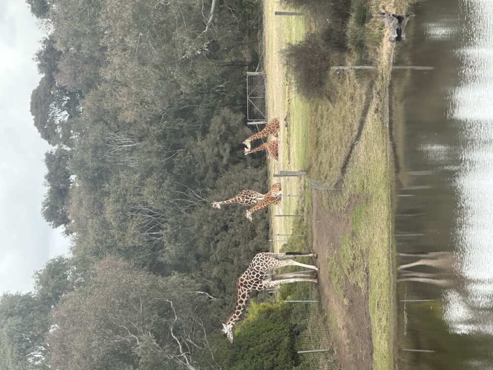 Five giraffes in field seen while on safari tour at zoo