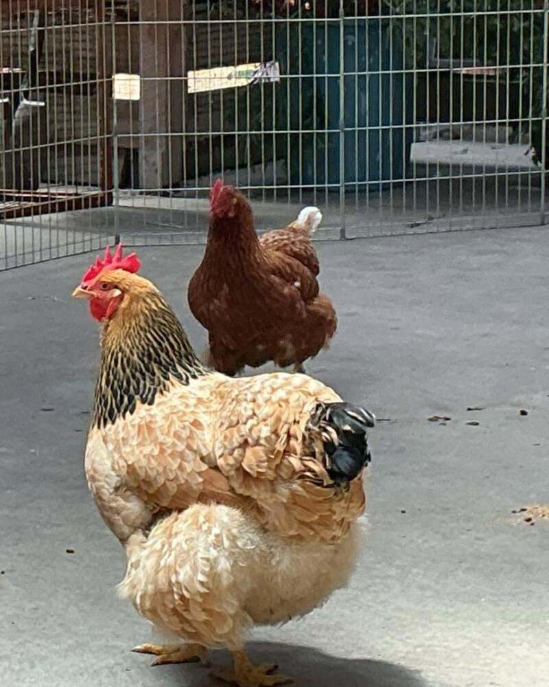 Two chickens in an outdoor enclosure at the RSPCA