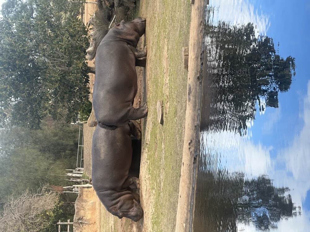 2 hippos at the zoo