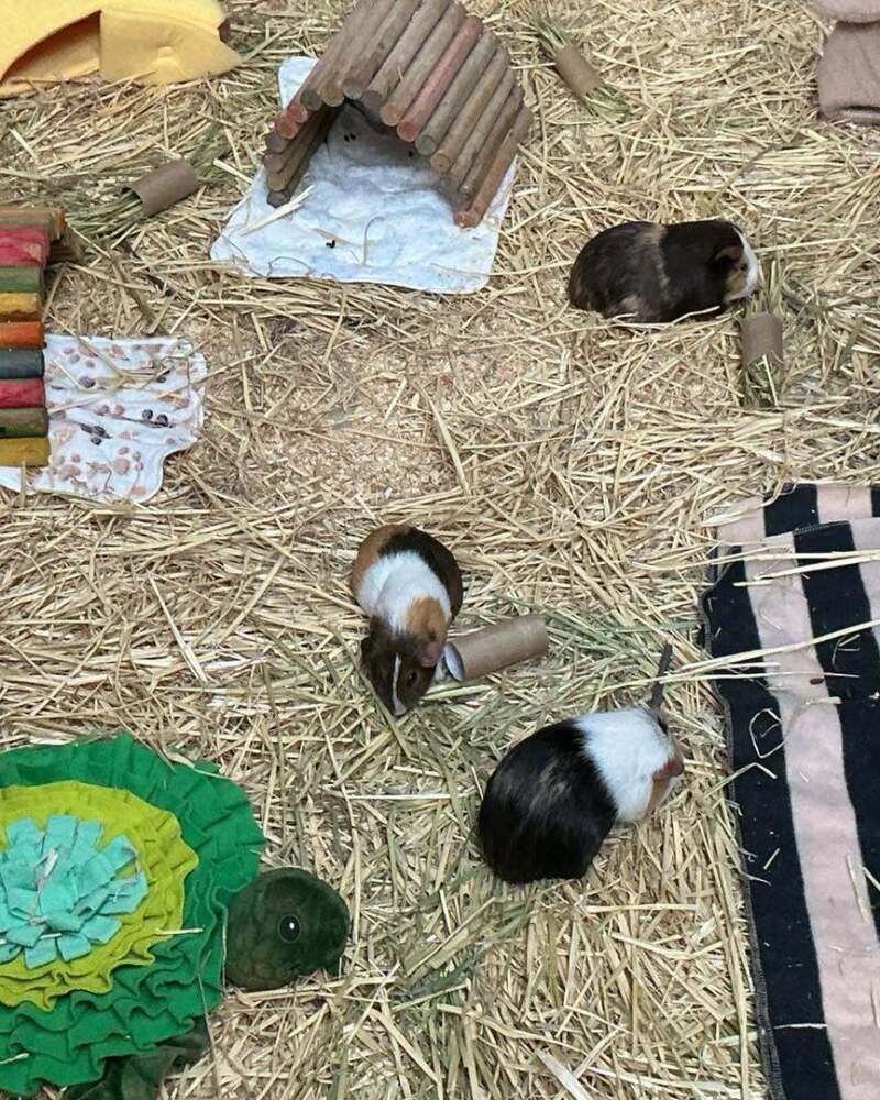 Three guinea pigs exploring their enclosure at the RSPCA