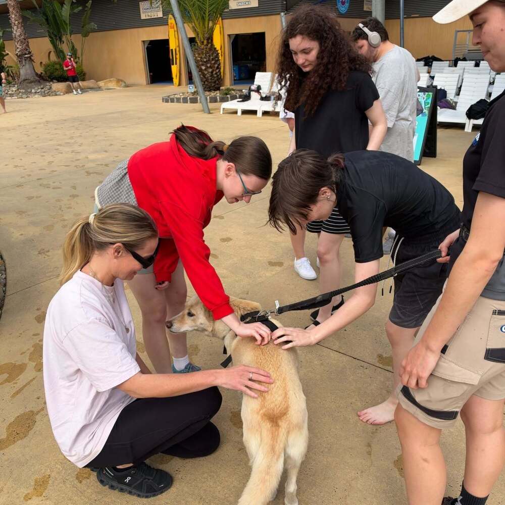 Urban College students meeting a friendly dingo at Gumbuya World