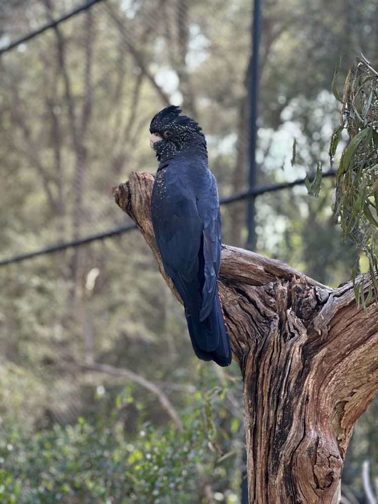 Healesville Sanctuary