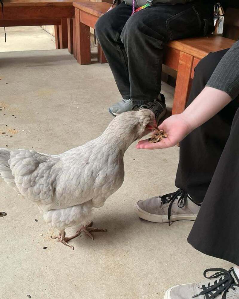 Student hand-feeding a chicken at the RSPCA