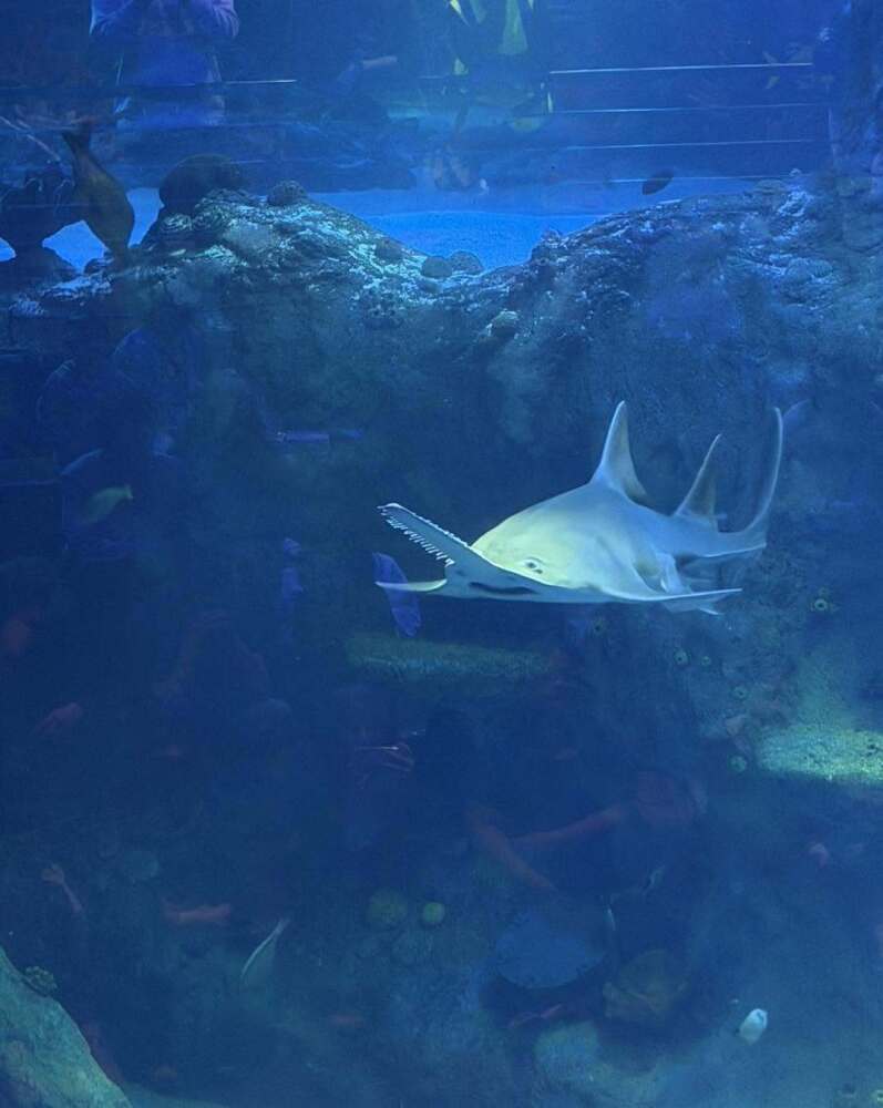sawfish in tank