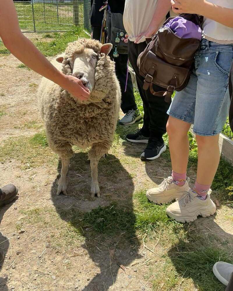 Urban College student patting a sheep during the RSPCA visit